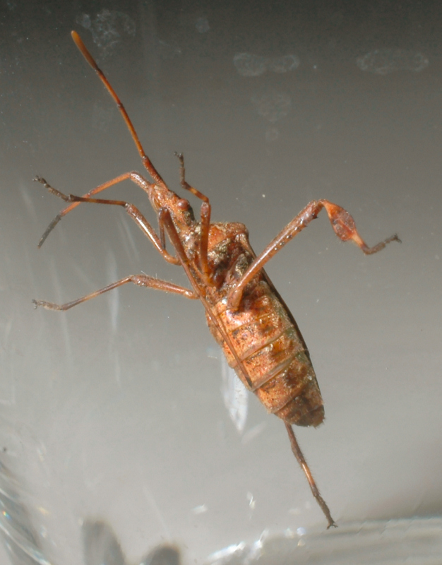 Coreidae: Leptoglossus occidentalis della Toscana (Prato)